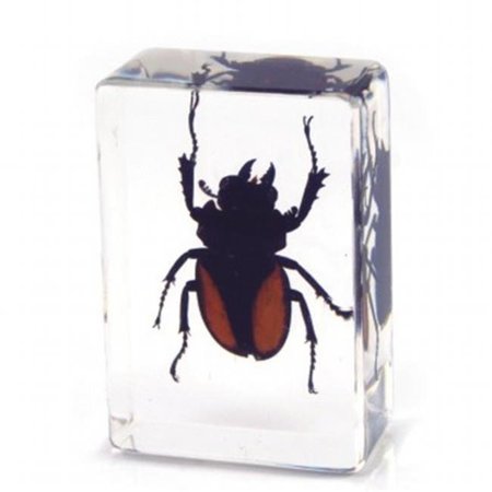 ED SPELDY EAST ED SPELDY EAST PW115 Paperweight  small  Stag Beetle PW115